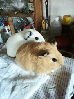 Morčata kalifornská - 2