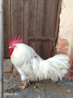 Kohouti Leghorn - 2