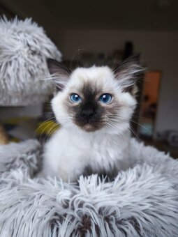 Ragdoll kočička s pp. - 2