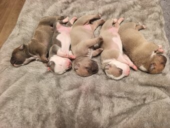 American Bully Standard - 2