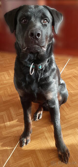 Rotvajler štěně bez pp - 2