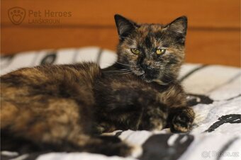 Fiona ❤ kočičí princeznička ❤ - 2