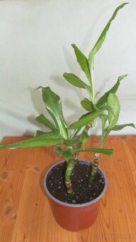 Dracéna - 3 kmínky 2x, Filodendron 2x - 2