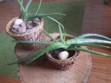 ALOE VERA - „domácí lékárnička“ - 2