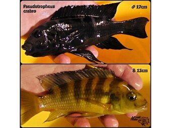 Tlamovci Malawi... Pseudotropheus crabro - 2