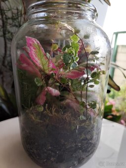 Episcia ve skle - minimální nároky na péči. - 2