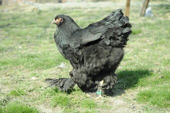 Násadová vejce brahmánky černé a modré - 2