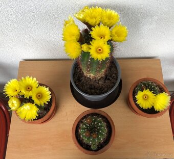 Veliké kvetoucí kaktusy - Notocactus ottonis - 2