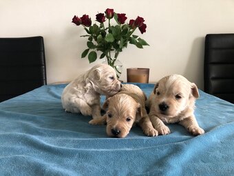 Maltipoo štěňátka - 2