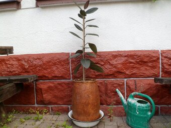 Fíkovník - 2