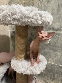 Kanadský sphyx - 2