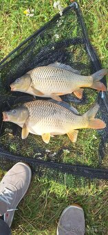 kapr K3,candát,štika,lín - 2