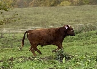 zástav býčci Aberdeen Angus - 2