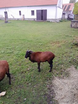 Kamerunsky beranek a ovecka - 2