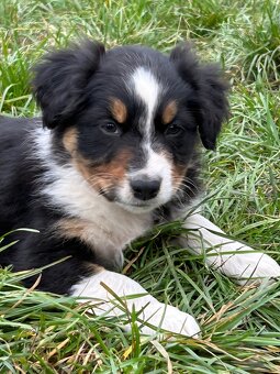 Australský ovčák - 2