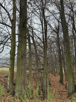 Prodám lesní pozemek v k.ú. Heřmánky nad Odrou - 2