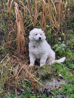 Slovenský čuvač - 2