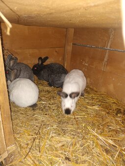 Kalifornsky kralik - 2