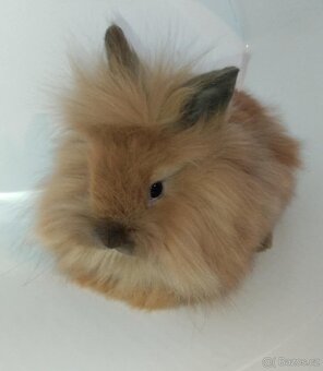 Zakrslý králíček bez PP sameček Frony - 2