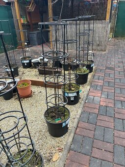 Květináče na rajčata - 2