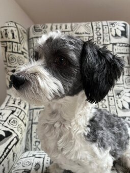 Havana Krytí s PP+bonita - 2