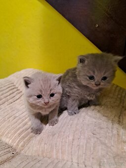 Britská lila a modrá koťata - 2