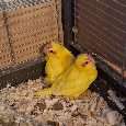 Kakariky rudočelý - 2 mláďata - 2