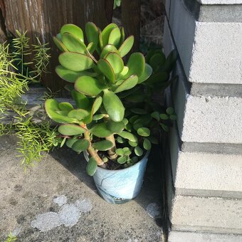 Tluistice cca 30 cm  5 let - 2