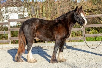 Roční klisna irský cob - 2