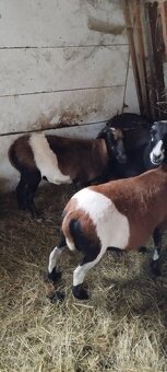 Kamerunské ovečky - 2