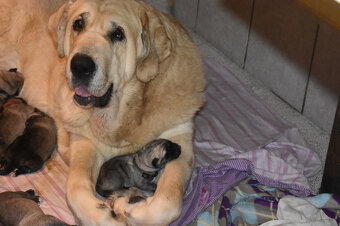 Španělský mastin-bereme záznam na štěnátka-odběr konec ledna - 2