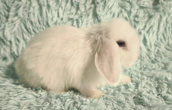 ⭐️ Zakrslý beránek SATÉNOVÝ ⭐️ 🍀 V6 🍀 - 2