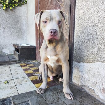 Americký pitbulterier pitbul pitbull silver lilac rare - 2
