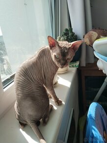 Kocour kanadský sphynx s PP ke krytí - 2