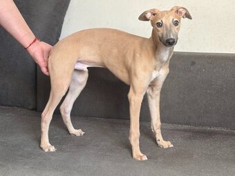 whippet - 2