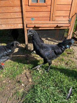 Kohouti Ayam Cemani - 2