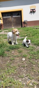 Jack Russell teriér - 2