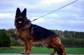 Nemecky ovcak dlouhosrsty - 2