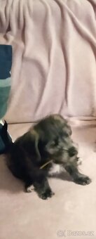 Prodám štěně z rodinných důvodů - 2