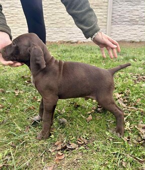 Německý ohař krátkosrstý - 2