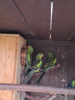 Papoušek horský - 2