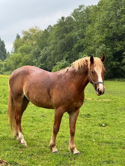 Prodej velmi hodného vychovaného pony poníka kategorie B - 2