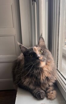 Mainská mývalí kočička - 2