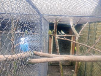 Papoušek horsky - 2