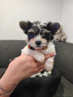 Jorkšírský teriér biewer - 2