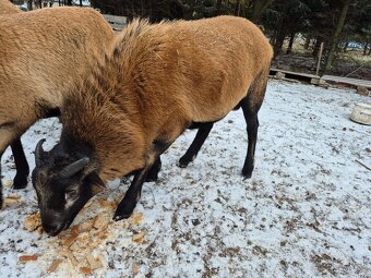 Kamerunský beran ročník - 2