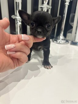 prodej štěnátek - 2