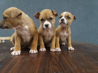 Americký stafordšírsky terier - 2