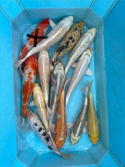 Koi kapři. - 2