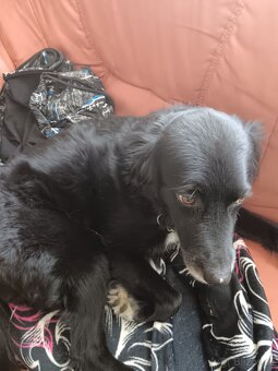Prodáváme labradora Austrálckého - 2